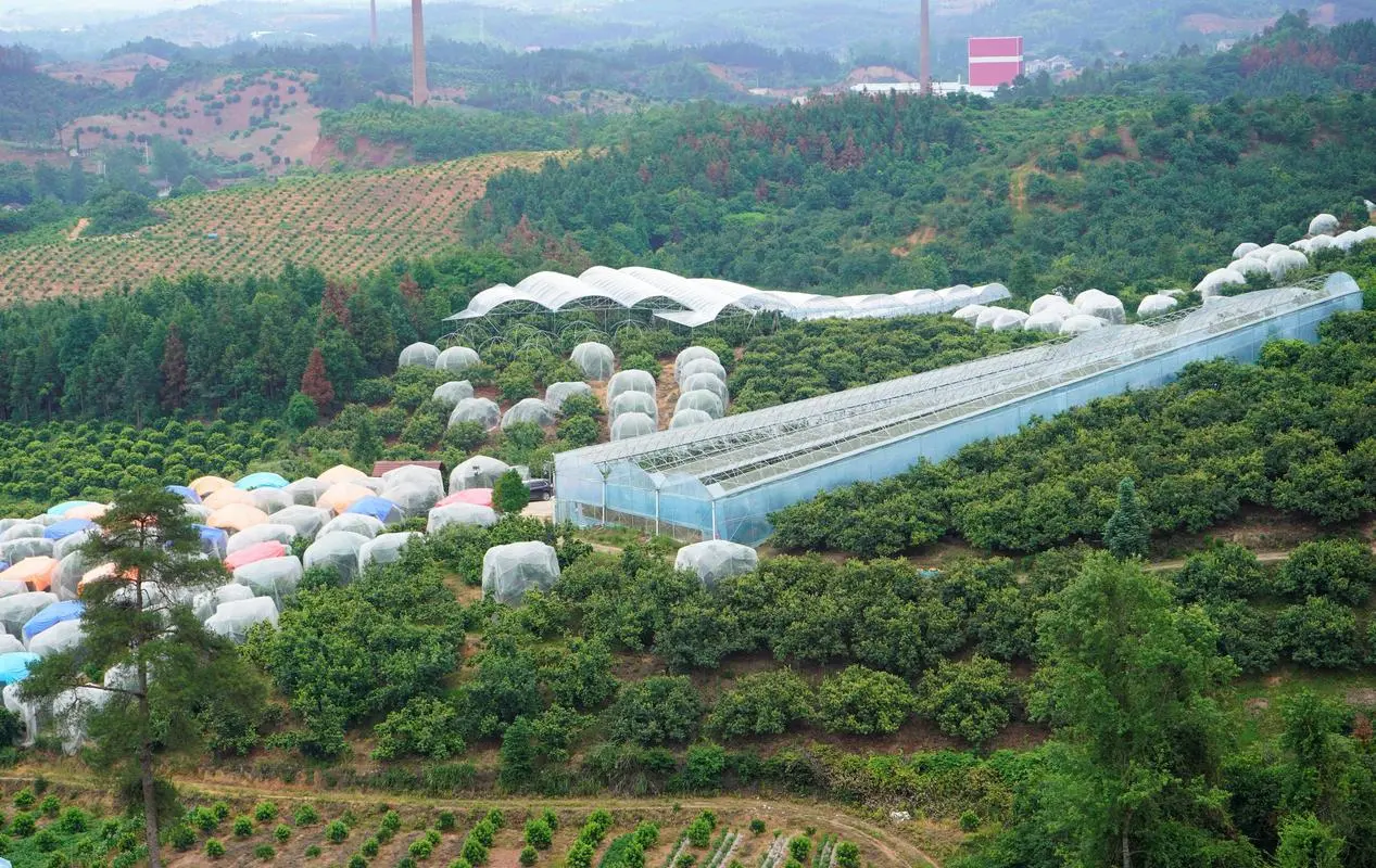 Large Image